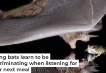 A frog-eating bat approaches a túngara frog, one of its preferred foods. Grant Maslowski